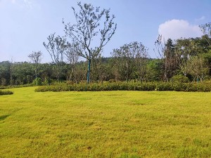 廬江S319綠化亮化項(xiàng)目